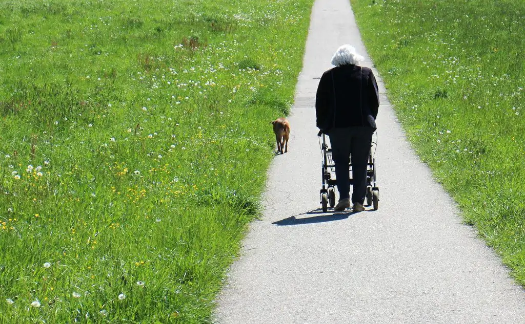 An old woman pushing a rollator walker on a paved path between two green fields.